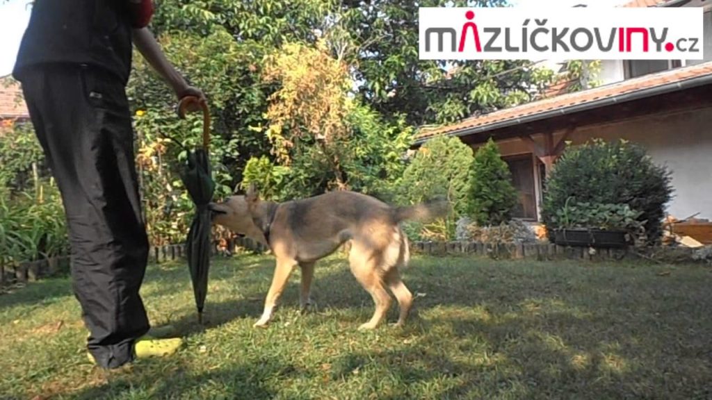 Speciál: Dogdancing – řetezce cviků (1)