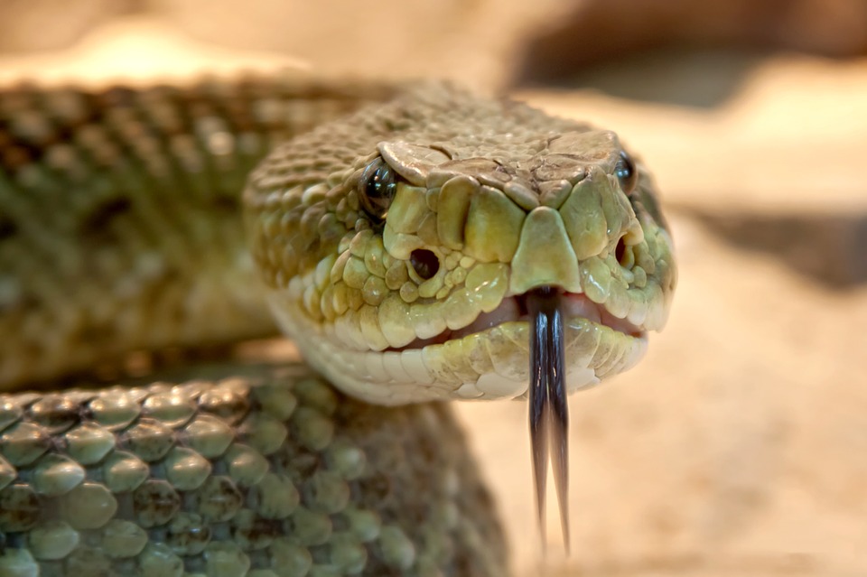 Jak zacit chovat hada?