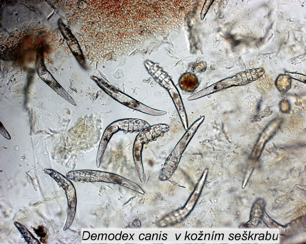 Demodikoza – stále častější problém v chovu psů