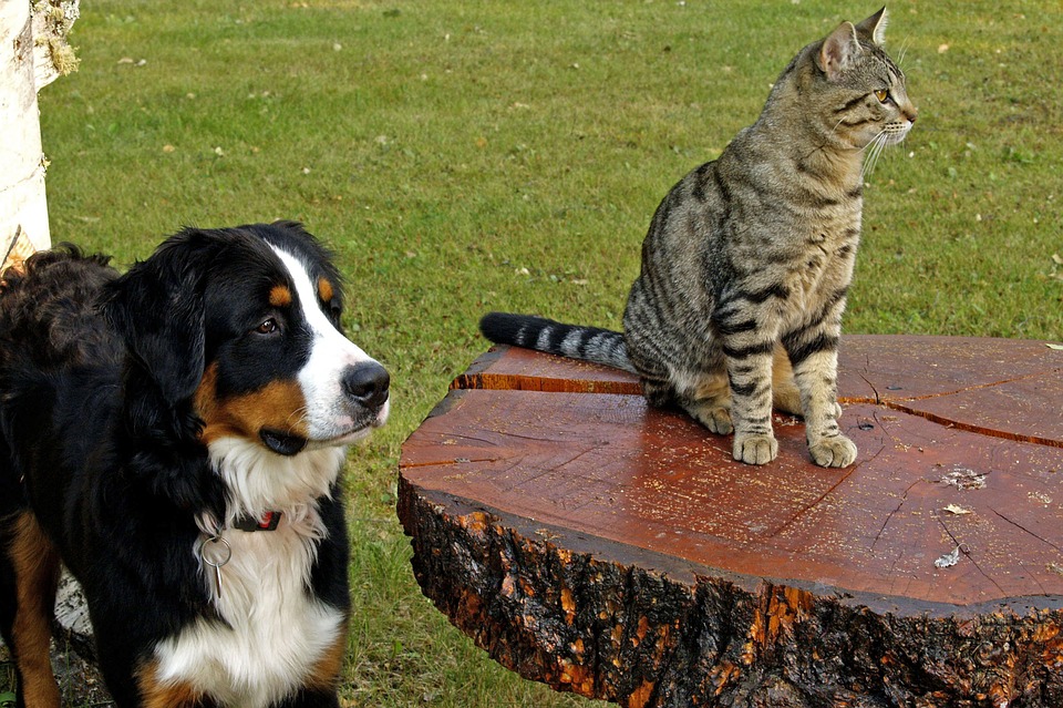 Překvapení v předjaří aneb zablešený byt a klíště v kožichu. Ani v zimě nejsou naši psi a kočky v bezpečí