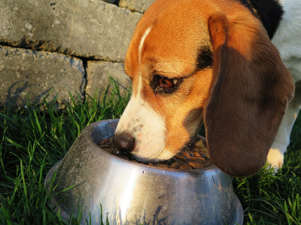„Zdravé“ kyseliny v krmivu pro psy. Co všechno o nich víme?