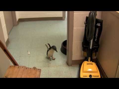 Video: Víte co se stane, když polechtáte tučňáka?