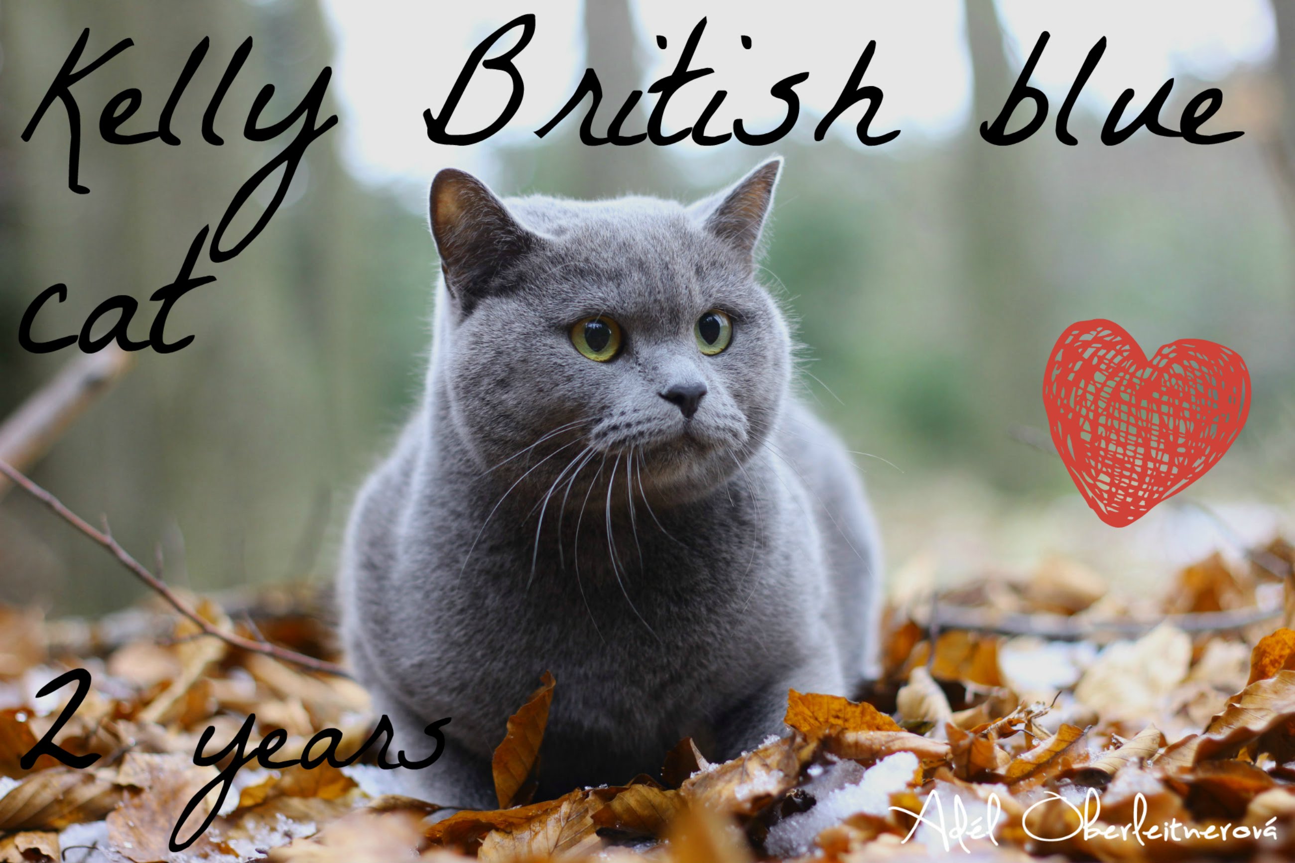 Картинки серых кошек. Британская короткошёрстная кошка. Скоттиш шартрез. Картезианская кошка шартрез. Британская кошка короткошерстная серая.