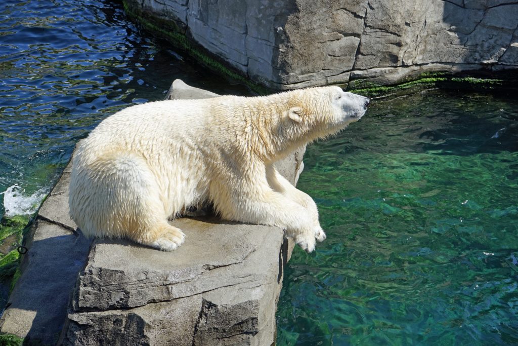 Víte, že i lední medvědi mají svůj den?