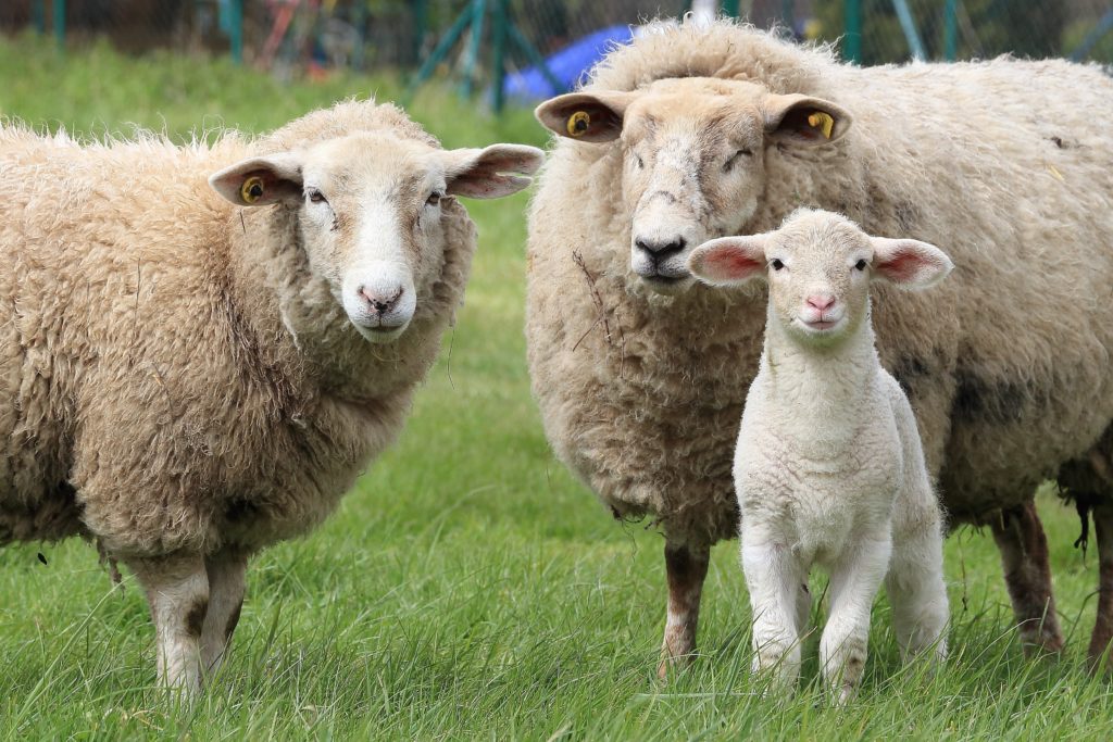 Ovce: Živá zahradní sekačka