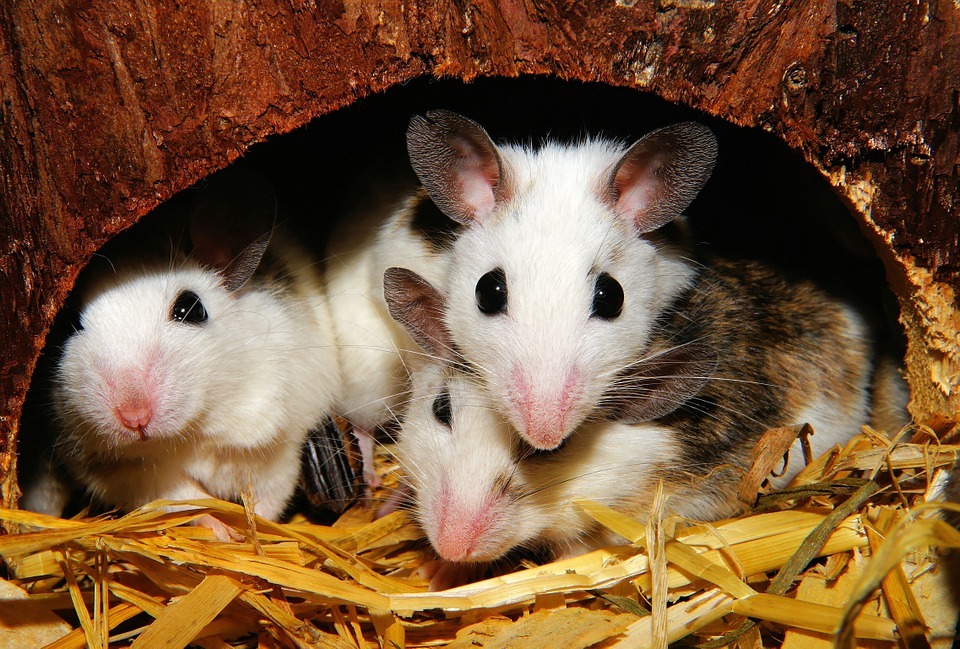 Co jedí malé myšky?