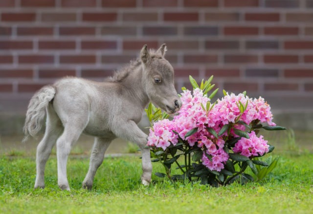 american-mini-horse-fotobanka-640x437.jpg