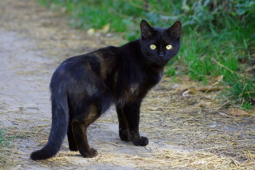 Mýty a pravda o zvířatech: Černá kočka přes cestu znamená smůlu