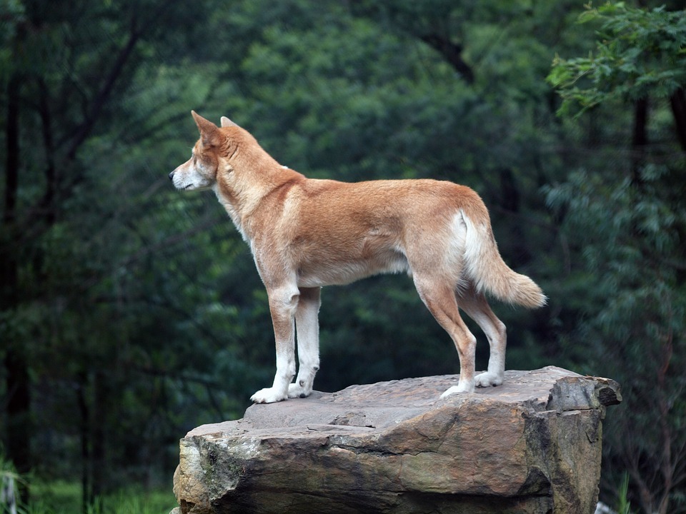 Tajemný australský dingo: Zda je to ještě vlk, nebo už pes, řešili vědci 300 let