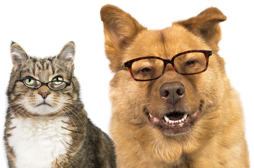 Odvěký spor majitelů psů a koček: Čí mazlíček je inteligentnější