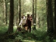 Psi v lese