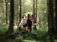 Psi v lese