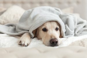 Pes pod dekou